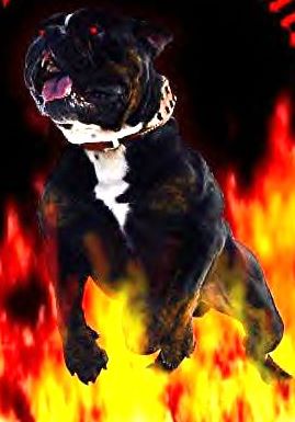 TOUS FEU TOUS FLAMME 