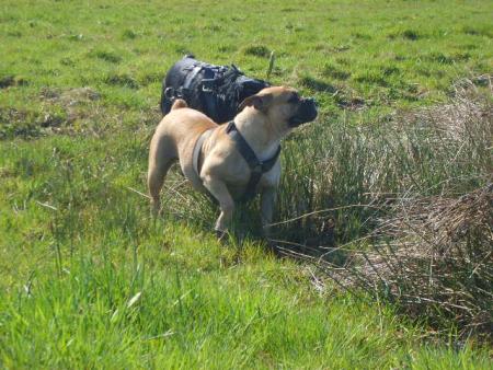 blondy et son pote volk