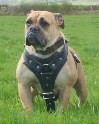 voiçi ma passion le old english bulldog