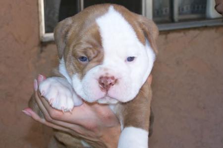 couleur foie ( red nose )